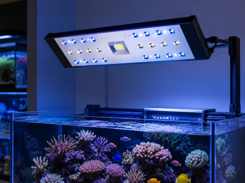 Memilih Pemasok Lampu LED Akuarium untuk Distribusi — supporting aquarium detail