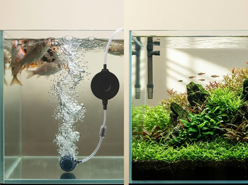 Pompa Udara Akuarium di Indonesia: Kapan Wajib? — supporting aquarium detail