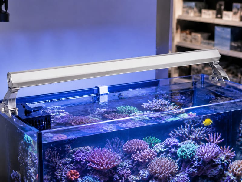 T5 HO Aquarium Lights Wholesale untuk Pembeli B2B — practical setup example