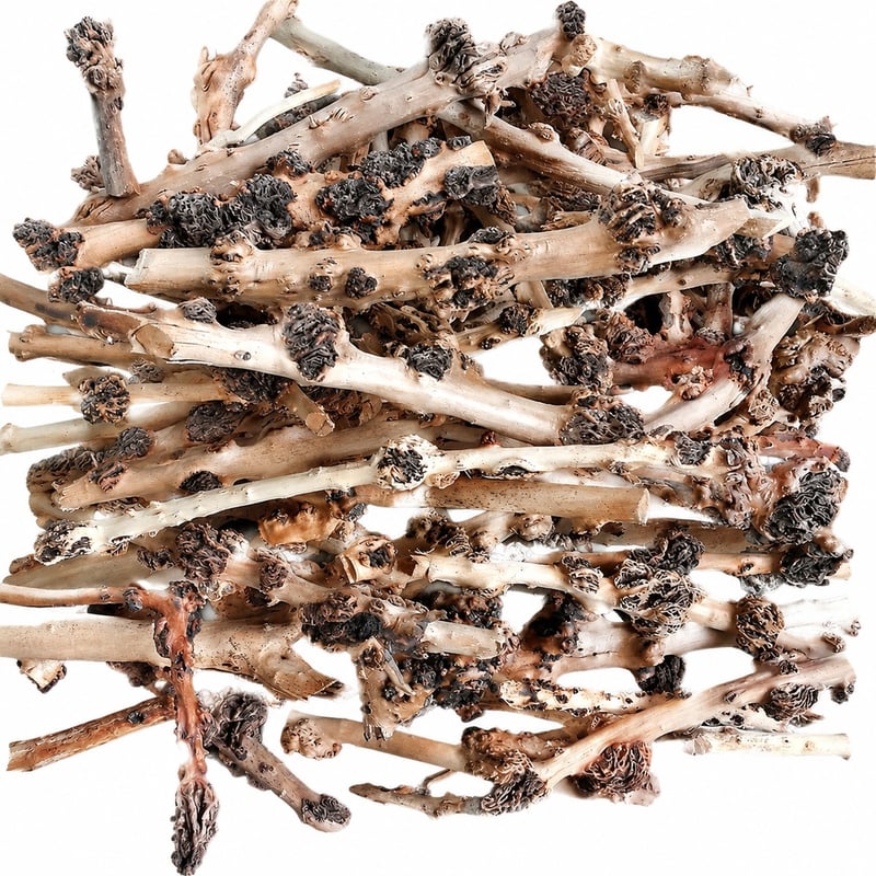 Gambar performa WK110 Natural Root Wood Decor model WK110 untuk distributor dekorasi aquascaping akuarium dan tim pengadaan